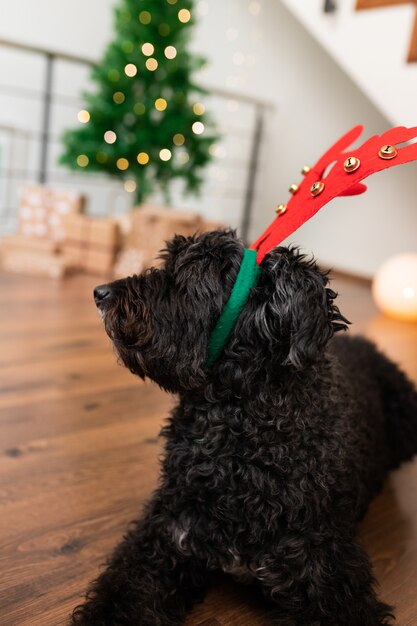 Hund trägt Filz Rentiergeweih zu Hause in der Nähe des Weihnachtsbaums Vertikaler verschwommener Hintergrund Urlaub