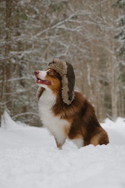 Hund trägt Hut mit Ohrenklappen und sitzt im Schnee im Park Hochformat in voller Länge