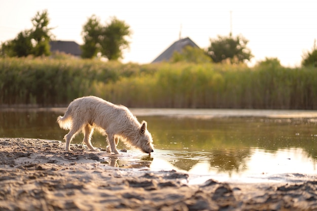 Hund trinkt Wasser von einem See bei Sonnenuntergang