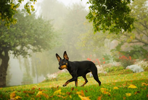 Hund und Bäume gegen Pflanzen