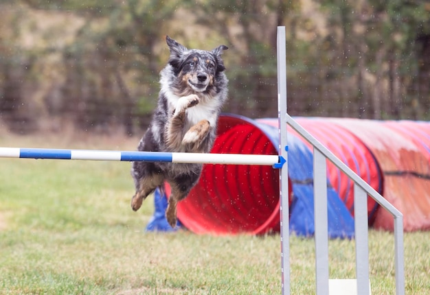 Hund und Beweglichkeit
