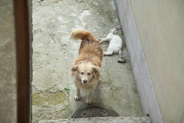 Hund und Katze im Freien