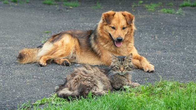 Hund und Katze in guter Beziehung ruhen im Garten