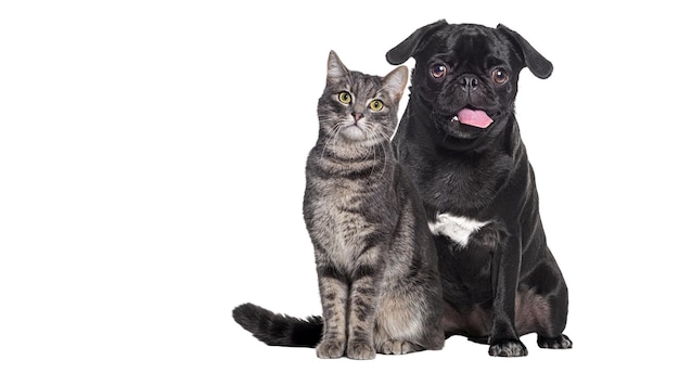 Hund und Katze sitzen zusammen, der Mops atmet und sieht glücklich aus, beide schauen in die Kamera, isoliert auf lila Hintergrund.