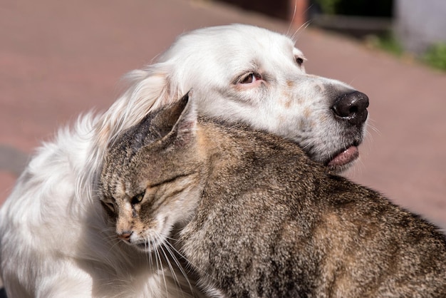 Hund und Katze spielen zusammen Outdoor-Katzen- und Hundefreundschaft Katze und Hund verliebt