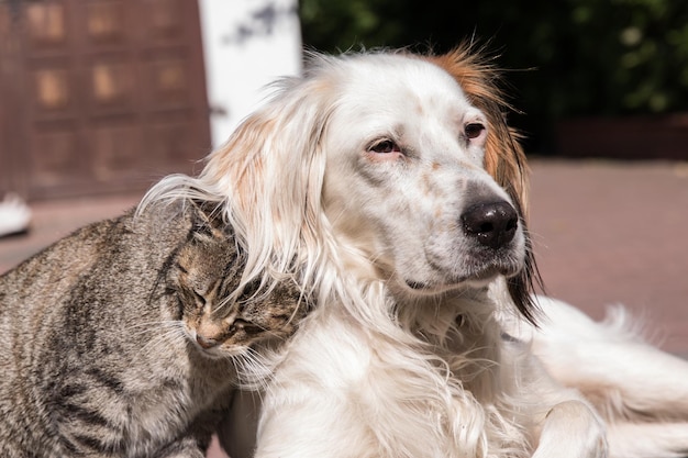 Hund und Katze spielen zusammen Outdoor-Katzen- und Hundefreundschaft Katze und Hund verliebt