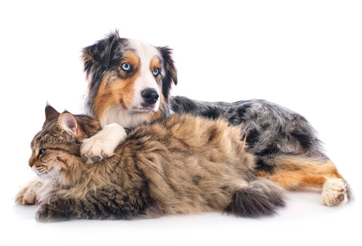 Foto hund und katze