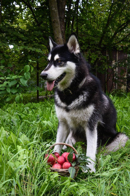 Hund und Korb mit Apfel