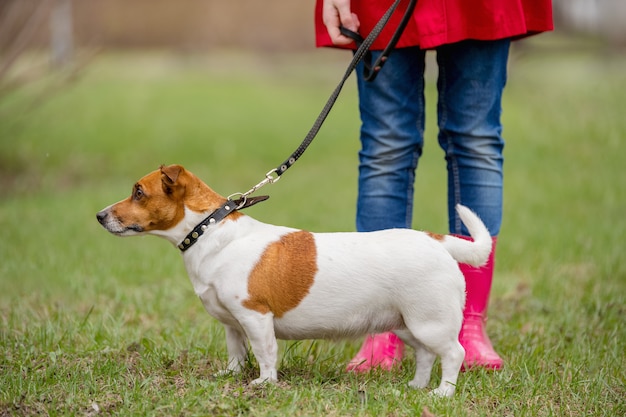 Hund und Mädchen Jacks Russell in den roten Stiefeln im Frühjahr gehend parken.