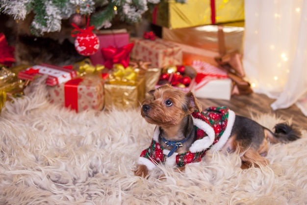 Foto hund unter dem weihnachtsbaum