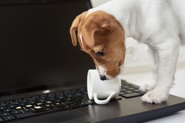 Hund verschüttete Kaffee auf Computer-Laptop-Tastatur. Sachschäden durch Haustier