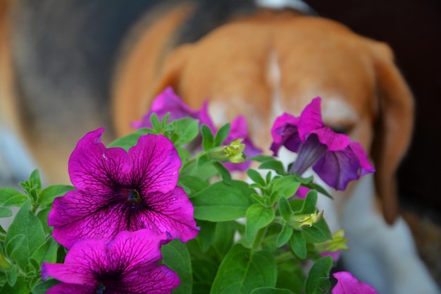 Hund versteckt sich hinter Blumen
