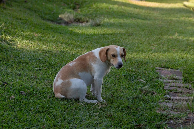 Hund von weißer und brauner Farbe im grünen Gras, sonniger Tag im Sommer