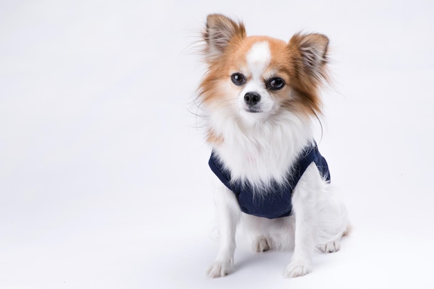 Hund vor weißem Hintergrund