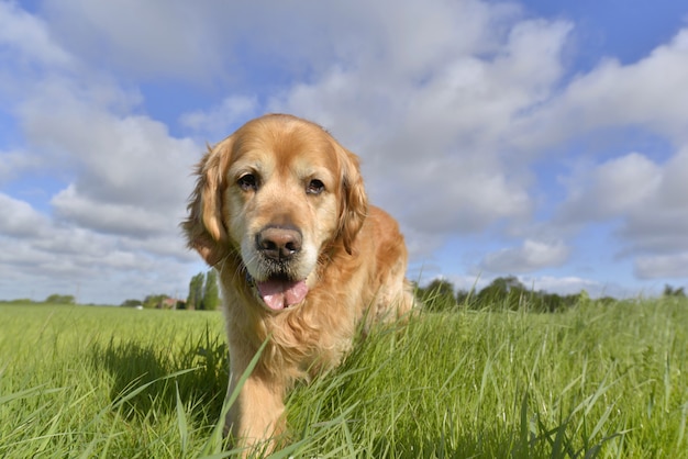 Hund vorwärts Gesicht bewegen