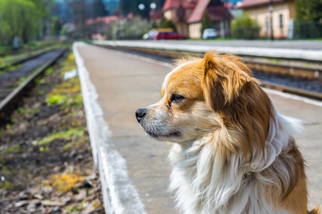 Hund wartet am Bahnhof