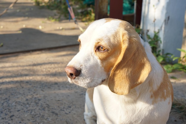 Hund wartete vor dem Haus auf den Besitzer