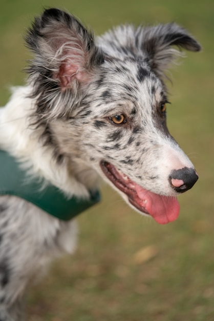 Hund Welpe Border Collie Merle