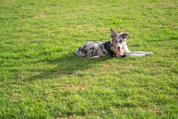 Hund Welpe Border Collie Merle