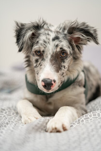 Hund Welpe Border Collie Merle