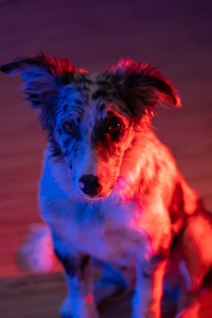 Hund Welpe Border Collie Merle