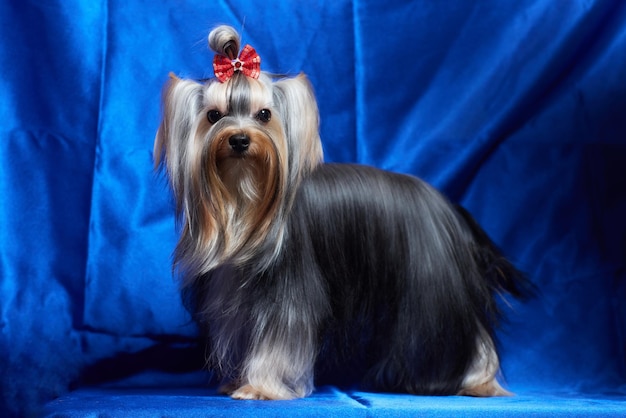 Hund Yorkshire-Terrier auf blauem Hintergrund.