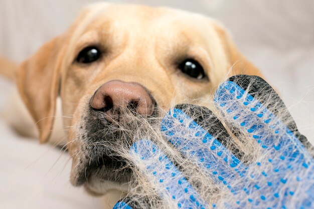 Hunde abwerfen, Tiere pflegen, Hunde pflegen. Bürste mit Hundehaar Nahaufnahme.