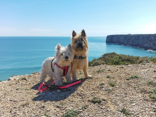 Hunde am Rande in Portugal