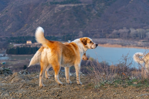 Hunde auf Berggipfel bei Sonnenaufgang Tier