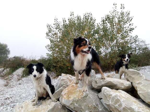 Foto hunde auf dem baum