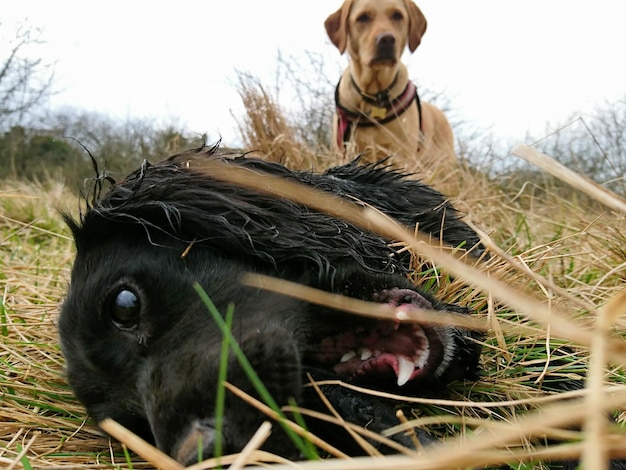 Foto hunde auf dem feld gegen den himmel