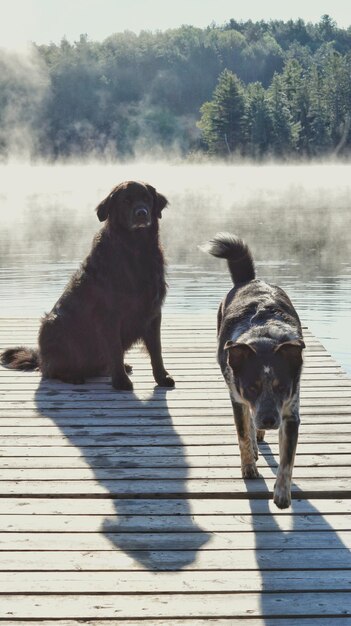 Foto hunde auf dem pier