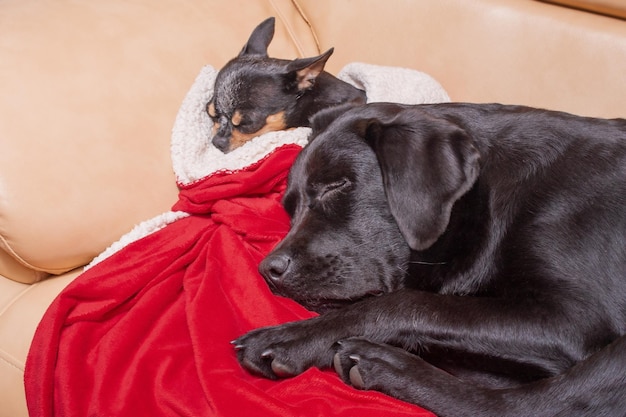 Hunde auf einem Sofa auf einer roten Decke Zwei Hunde schlafen ein Chihuahua und ein Labrador Retriever