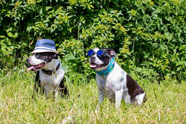 Hunde auf einem Spaziergang in lustigen Hüten im Freien