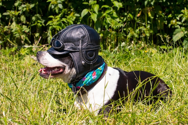 Hunde auf einem Spaziergang in lustigen Hüten im Freien