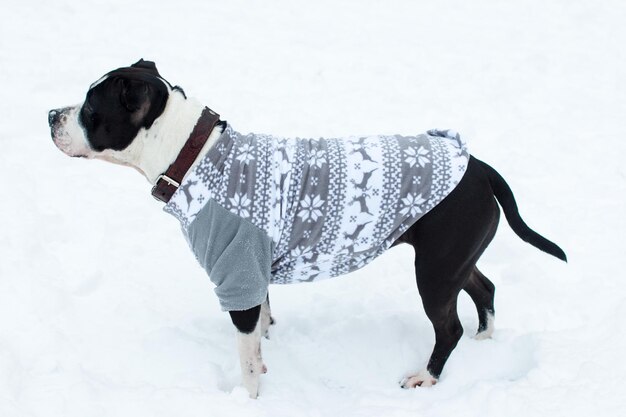Hunde auf einem Winterspaziergang in warmer Kleidung. weißer Schnee