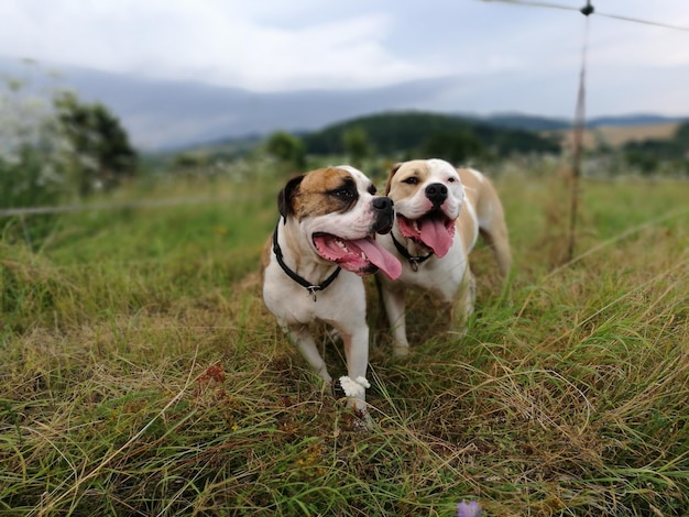 Hunde auf grasbewachsenem Feld