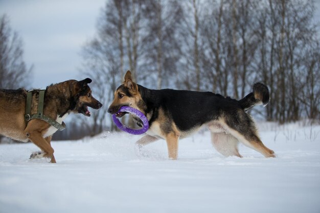 Hunde auf schneebedecktem Land