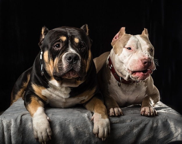 Hunde der Rasse American Bully auf schwarzem Hintergrund