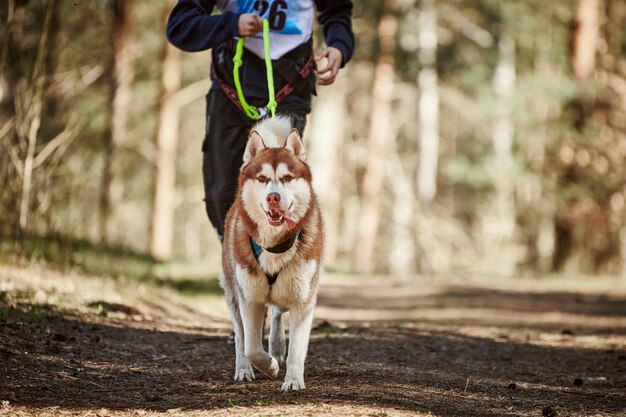 Foto hunde, die auf dem feld rennen