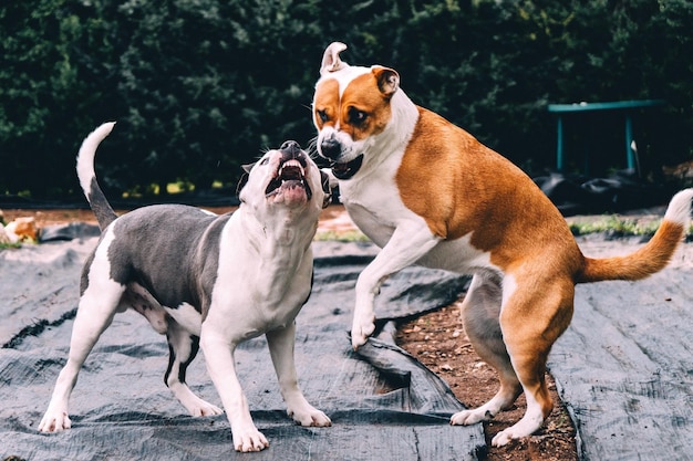 Hunde, die draußen spielen
