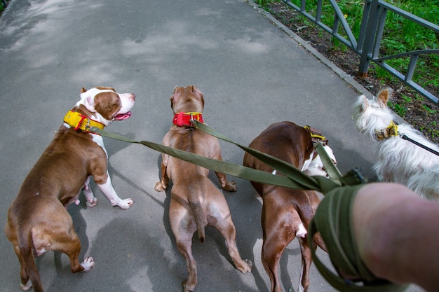 Hunde, die im Park in den Halsbändern an den Leinen gehen