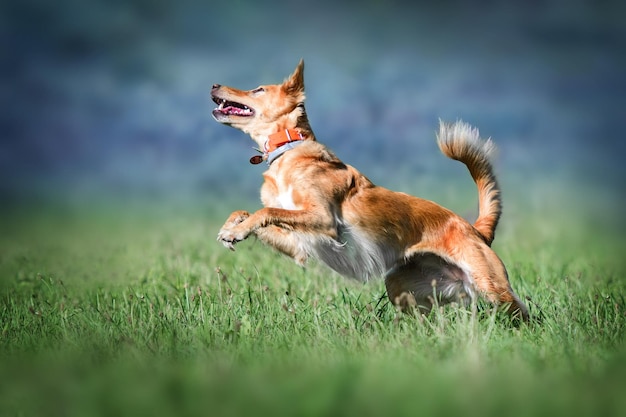 Hunde, die im Park laufen, in voller Länge