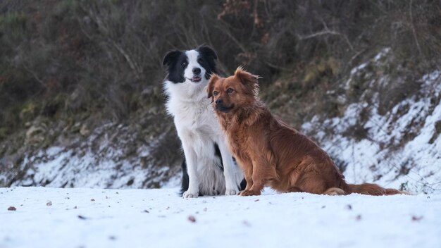 Hunde, die im Winter im Schnee sitzen, von unten betrachtet. tierische Freundschaft