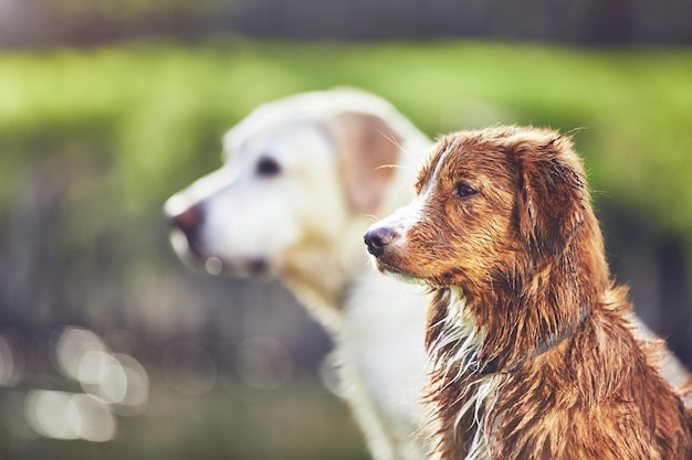 Hunde, die wegschauen