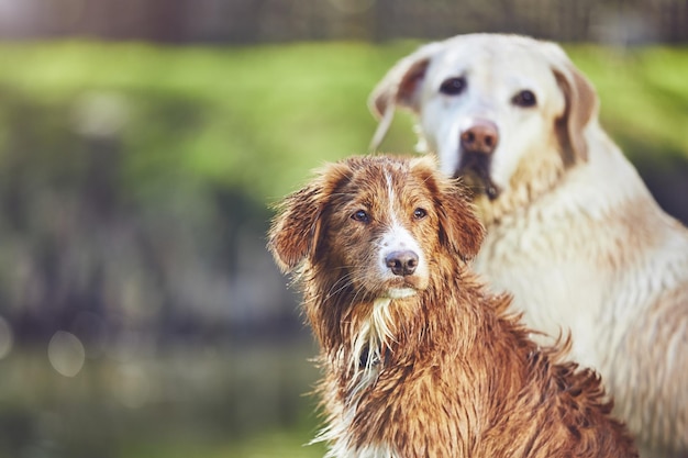 Hunde, die wegschauen