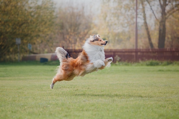 Hunde-Frisbee. Hund fängt fliegende Scheibe im Sprung, Haustier spielt draußen in einem Park. Sportereignis, Achie