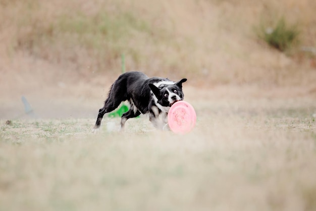 Hunde-Frisbee. Hund fängt fliegende Scheibe im Sprung, Haustier spielt draußen in einem Park. Sportereignis, Achie