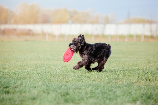Hunde-Frisbee. Hund fängt fliegende Scheibe im Sprung, Haustier spielt draußen in einem Park. Sportereignis, Achie