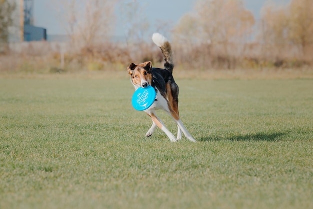 Hunde-Frisbee. Hund fängt fliegende Scheibe im Sprung, Haustier spielt draußen in einem Park. Sportereignis, Achie